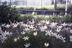 「散歩フォト color」 (film)