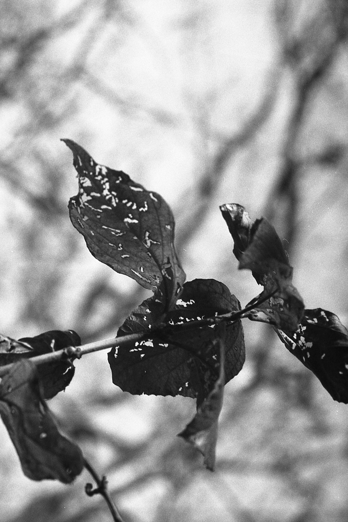 「冬の公園歩き」 (film)