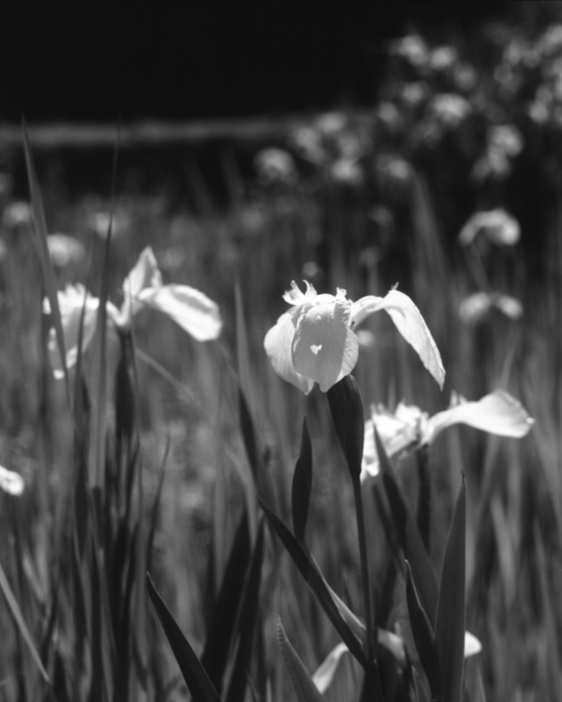 「菖蒲」  (film:HR20)