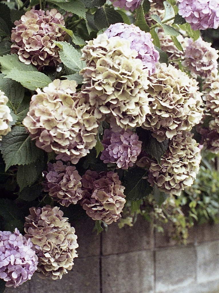 「紫陽花」 (film)