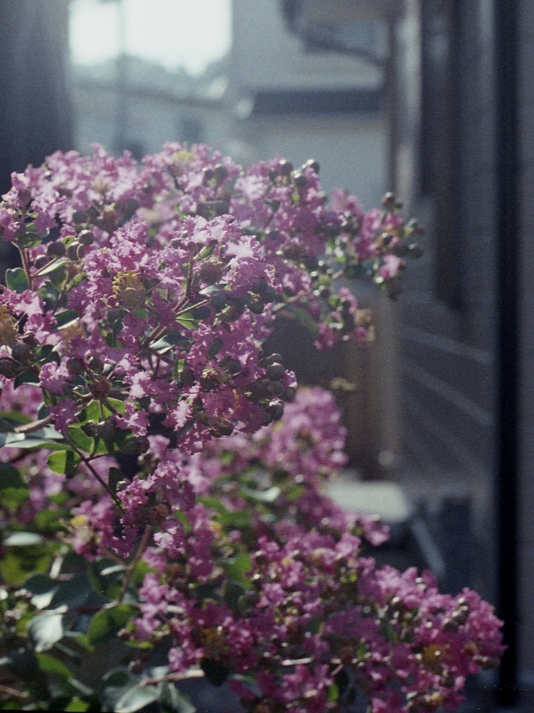 「街角flower」 (film)