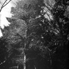 「大樹」 (film)