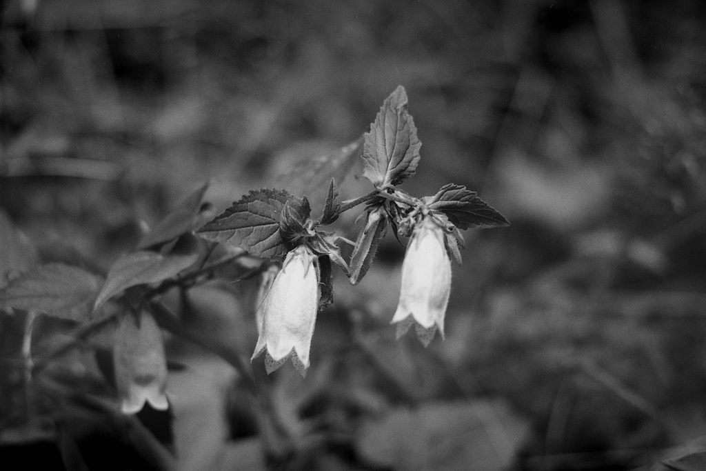 「monochrome flower」 (film)