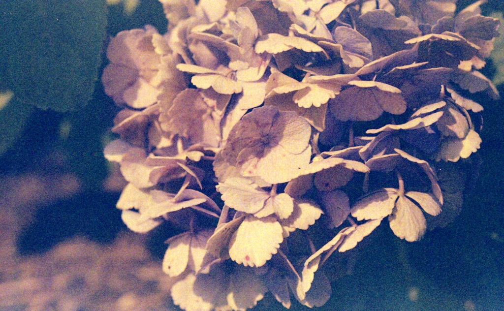 「街角flower」 (film)