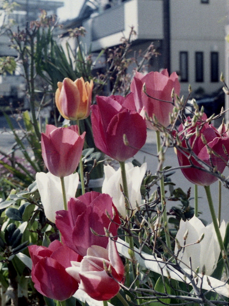 「tulip三昧」 (film)