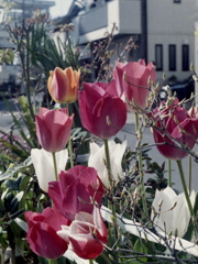 「tulip三昧」 (film)