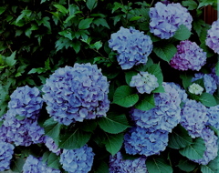 「blue hydrangea」 (film)