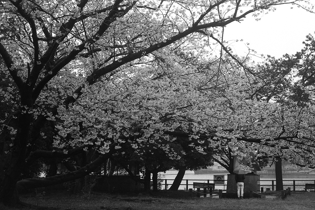 「桜人05」 (film)