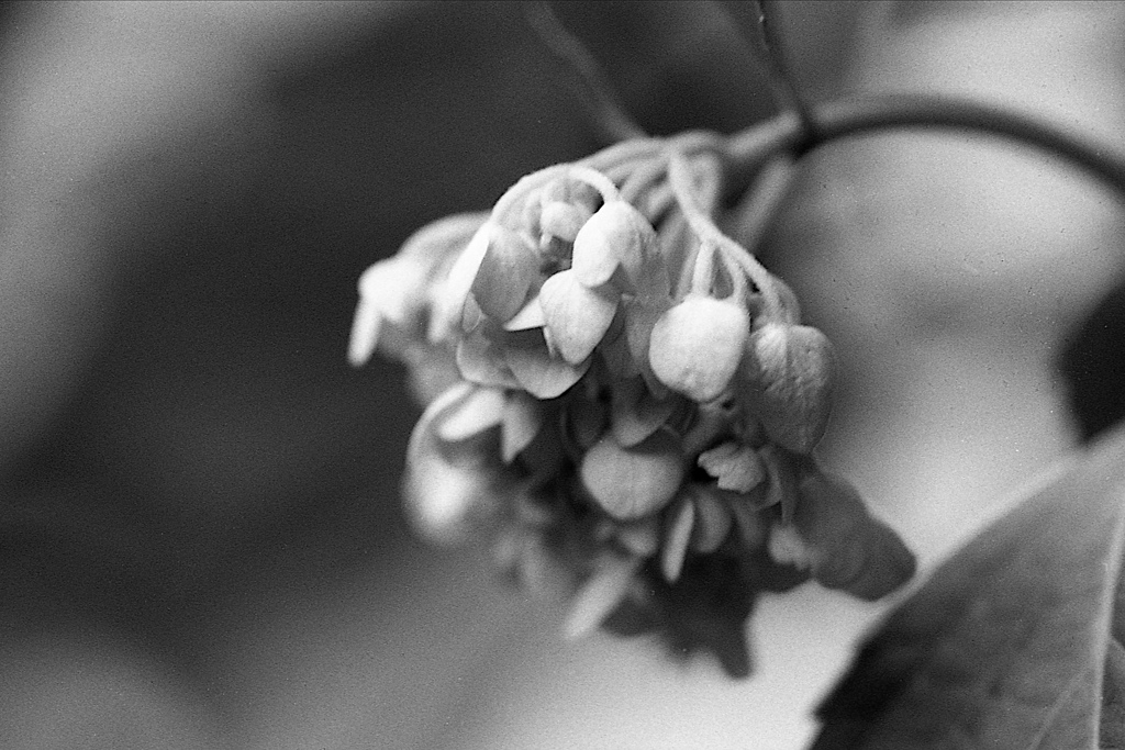 「紫陽花」 (film)