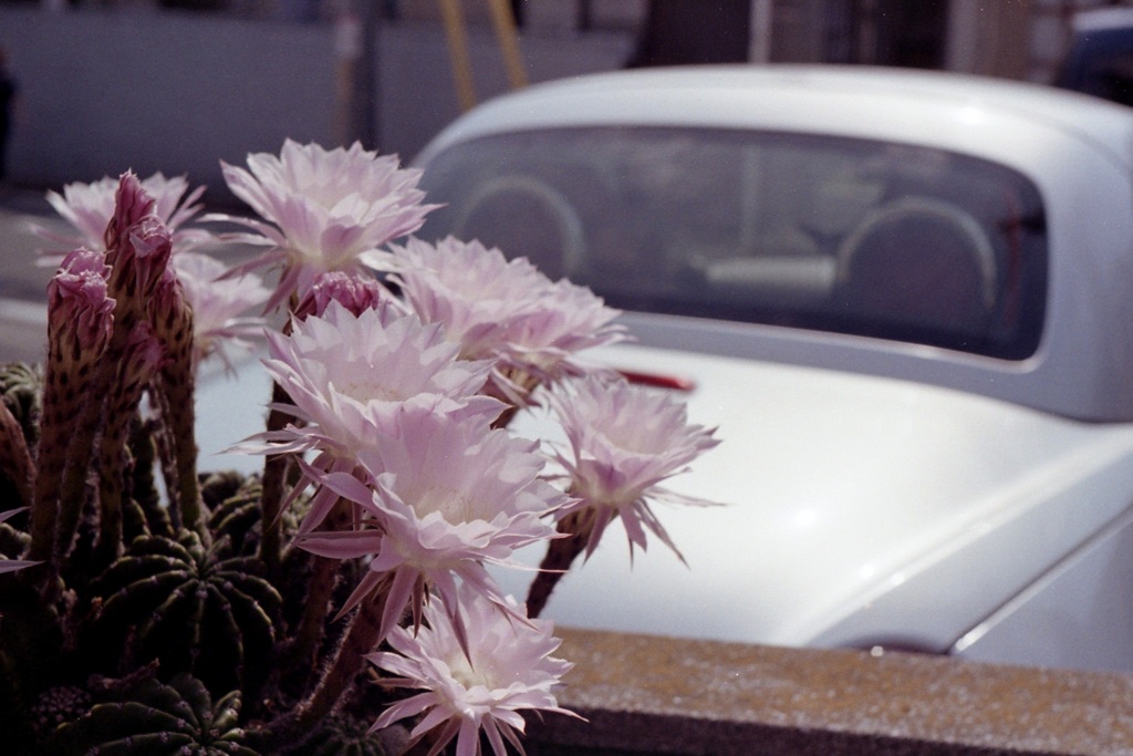 「街角flower」 (film)