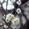 「2/20 梅林」 (film)