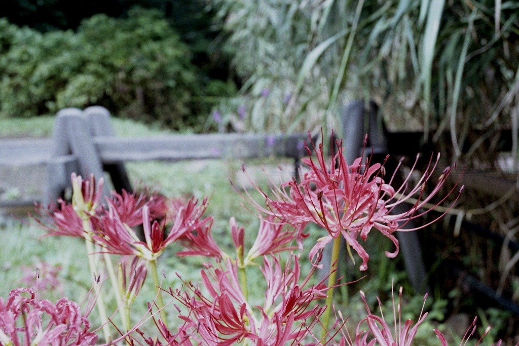 「9/27 久良岐公園で」 (film)