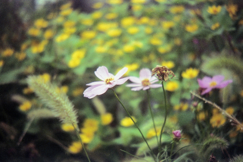 「夢の中へ」 (film)