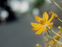 「街角flower」 (film)