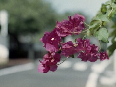 「街角flower」 (film)