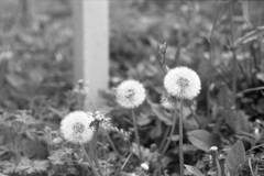 「街角Flower」 (film)