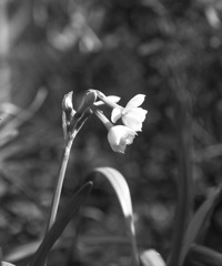 「水仙」 (film:HR20)