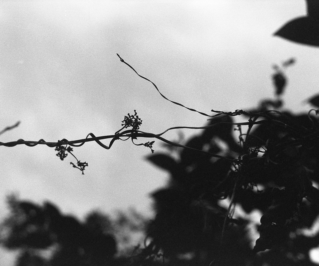 「冬の公園歩き」 (film)