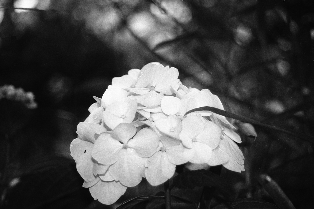 「紫陽花 monochrome」 (film)