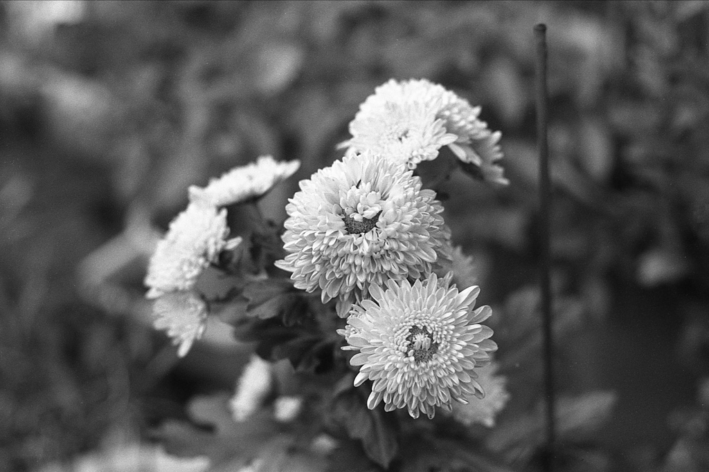 「路傍の菊」 (film)