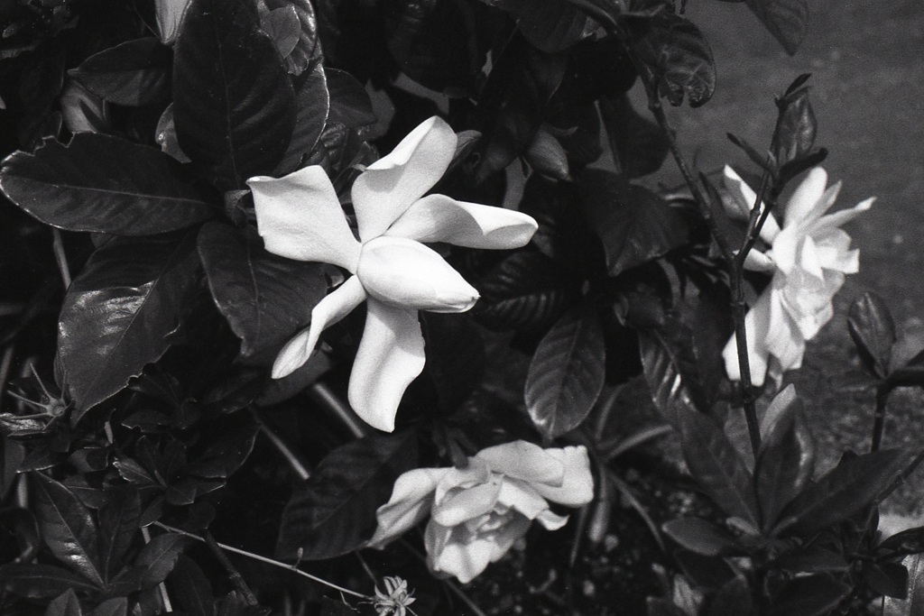 「街角flower」 (film)
