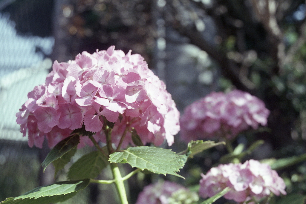 「紫陽花」 (film)