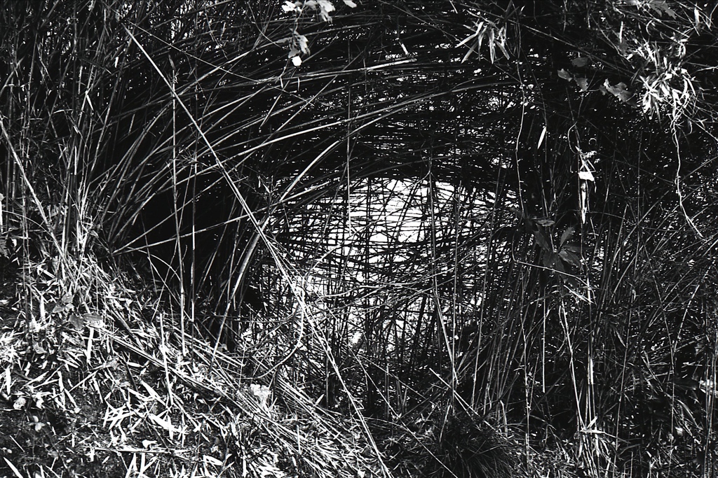 「けもの道?」 (film:HR20)