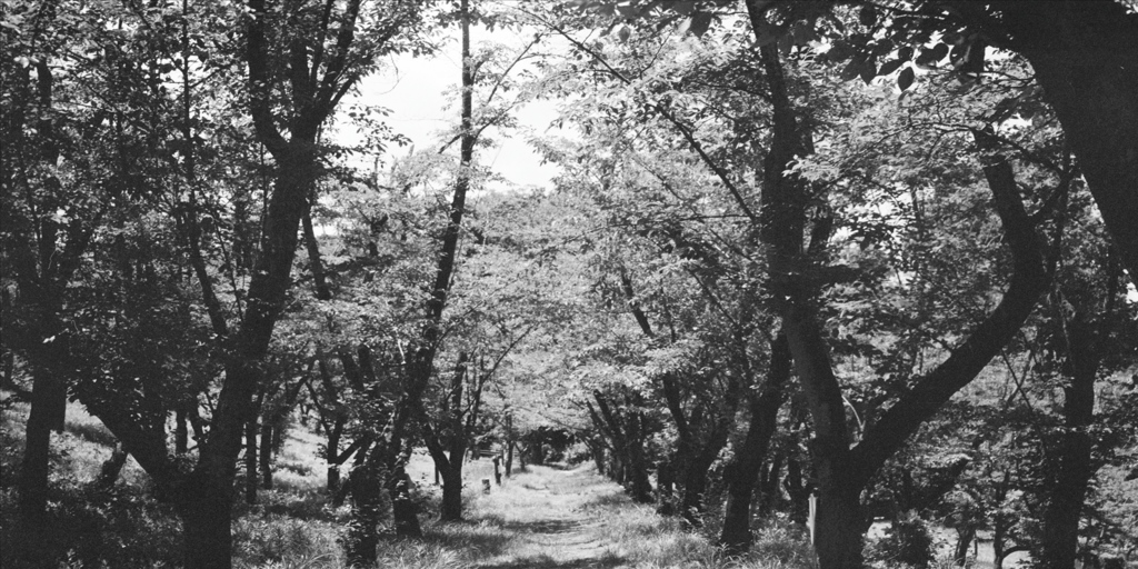 「夏公園」 (film)