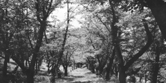 「夏公園」 (film)