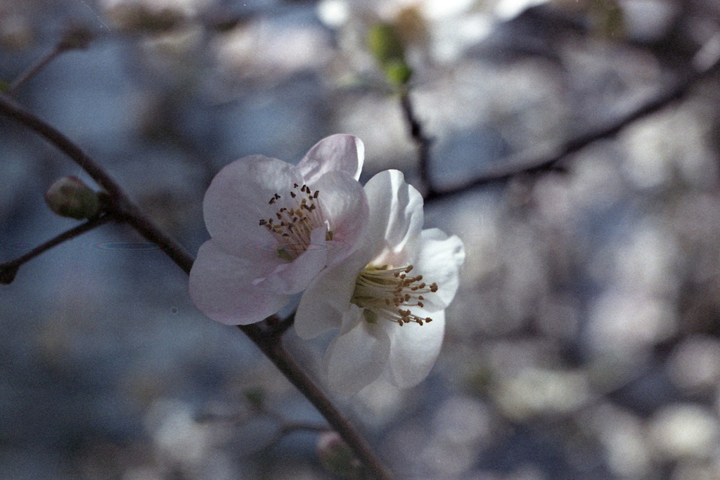 「散歩フォト」 (film)