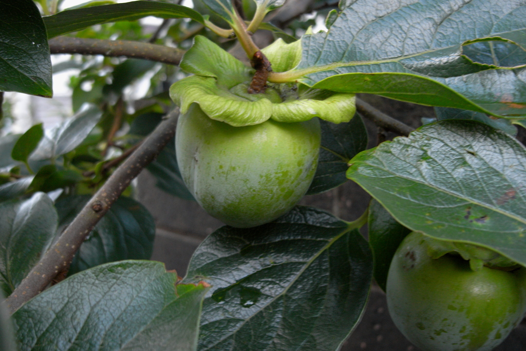「young persimmon」