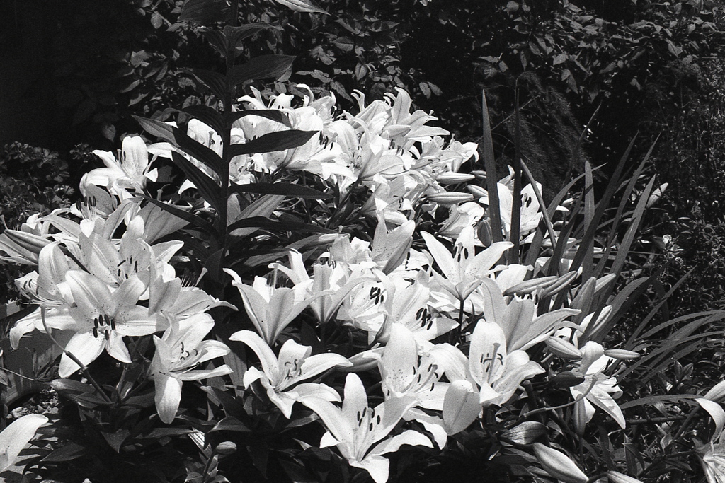 「white lily」 (film)