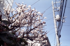 「白梅」 (film)