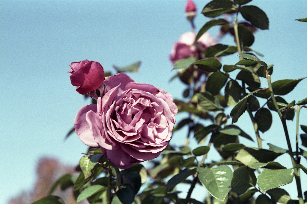 「街角flower」 (film)