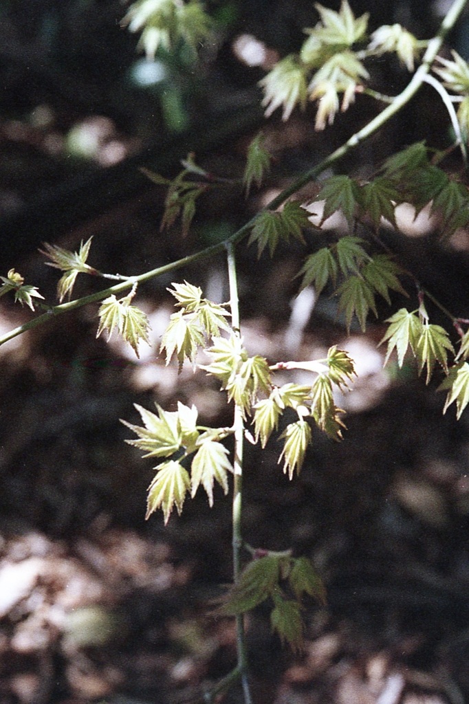 「3/14 散歩写真」 (film)