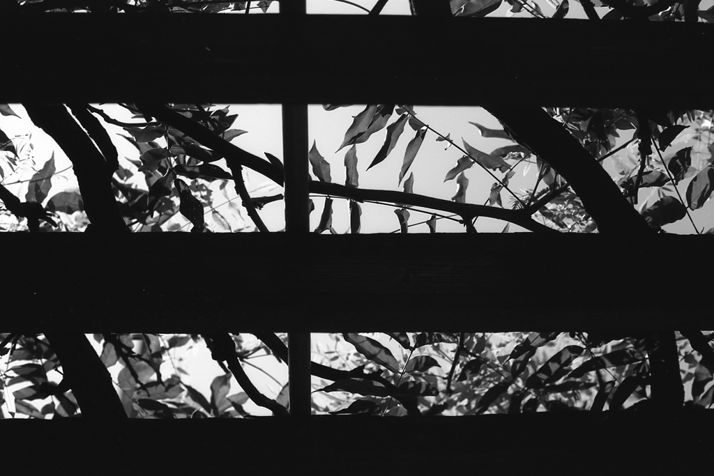 「summer」 (film:HR20)