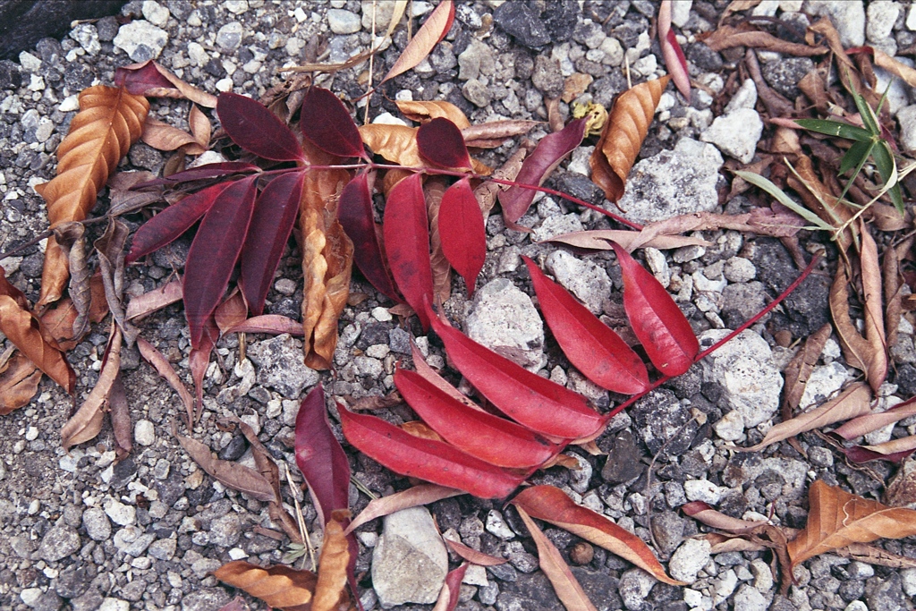 「落葉：ハゼノキ」 (film)