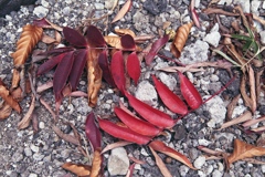 「落葉：ハゼノキ」 (film)