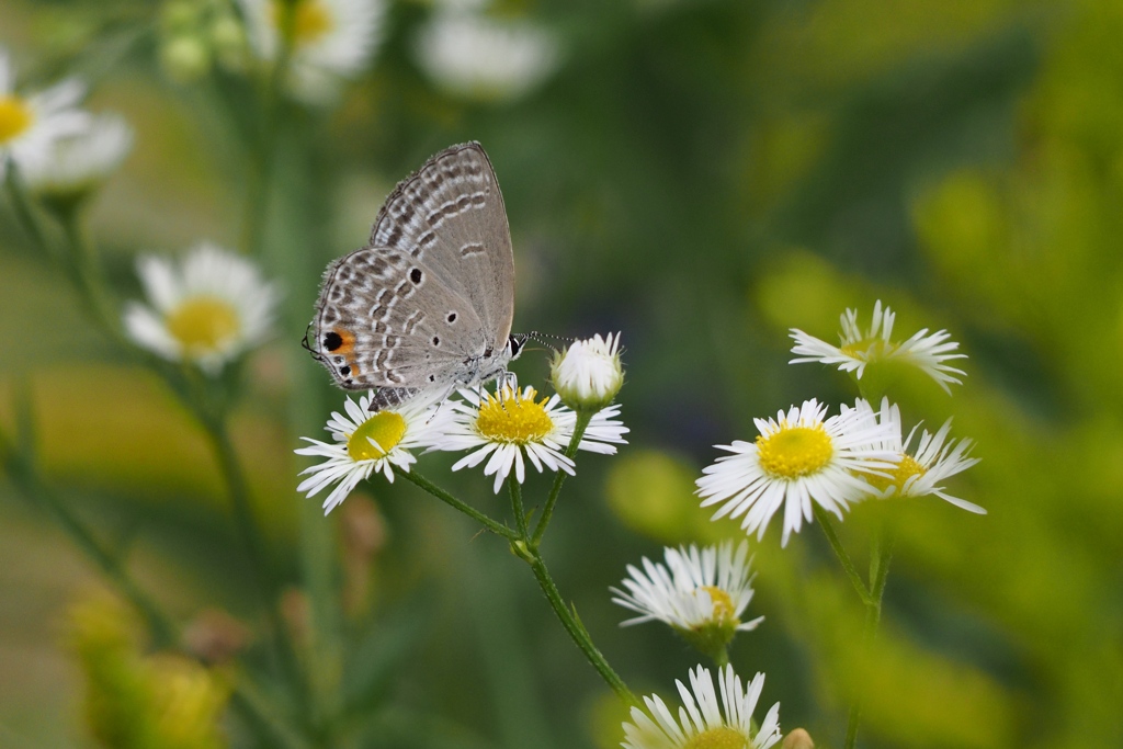 「10/27 散歩写真」 (digital)