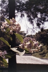 「紫陽花」 (film)