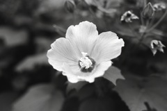 「花 monochrome」 (film:HR20)