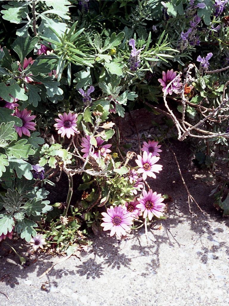 「街角flower」 (film)