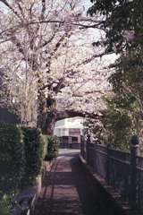 「Spring One Roll: 17」 (film)