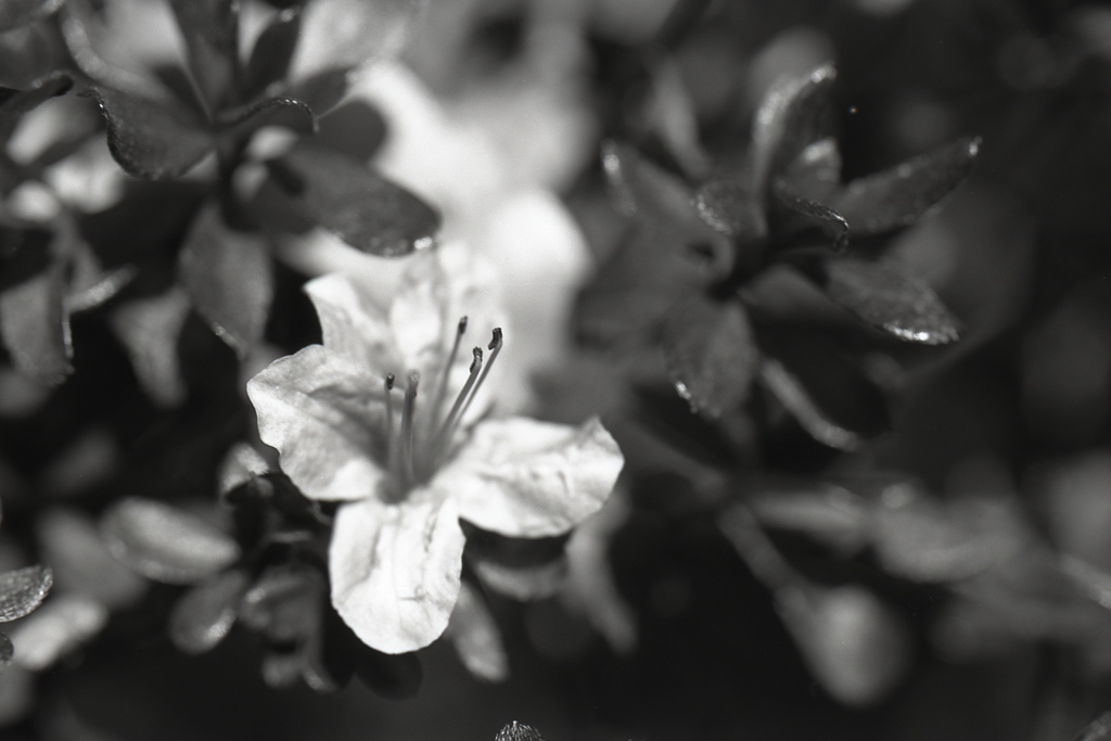 「可憐」 (film:HR20)