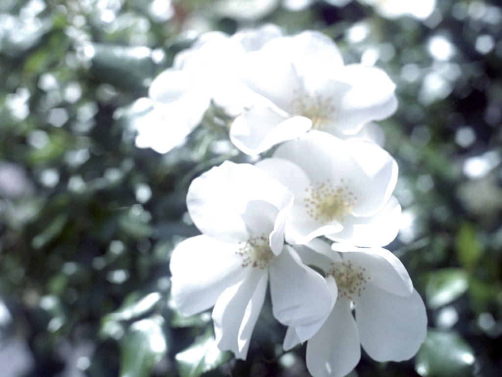 「街角flower」 (film)