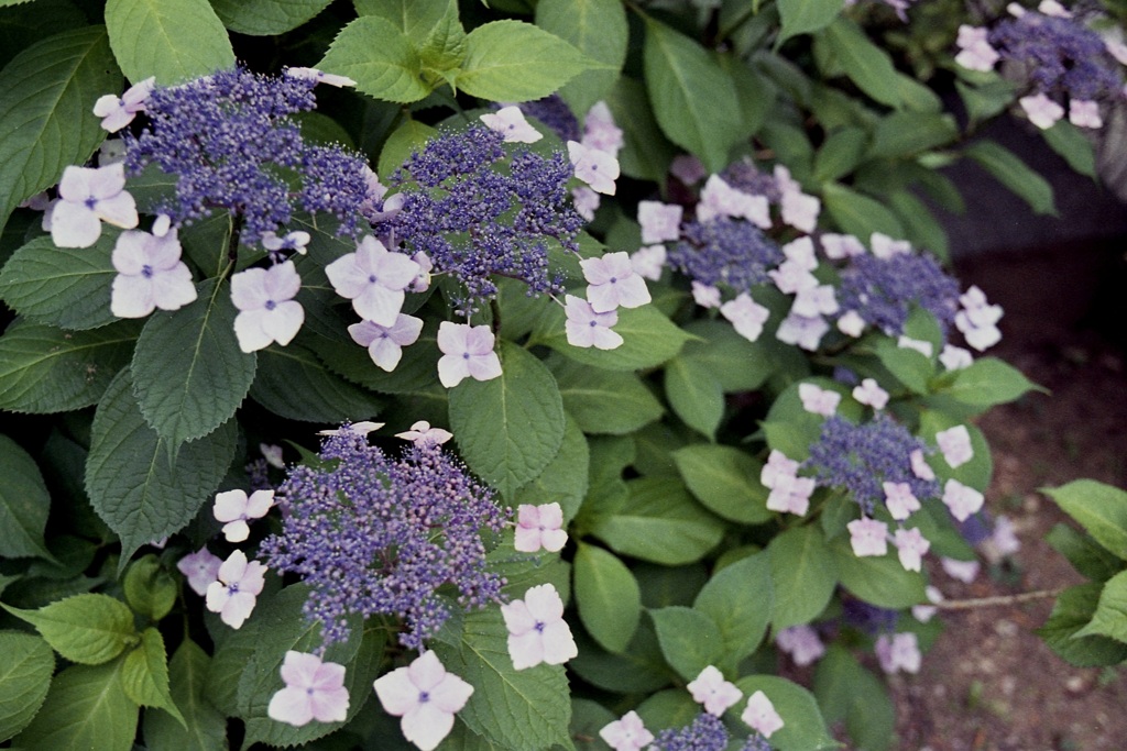 「街角flower by RIKENON 35 mm」 (film)