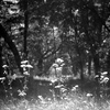 「雑木の丘」 (film)