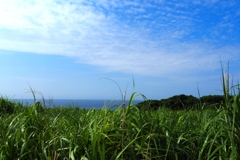「ザワワ」