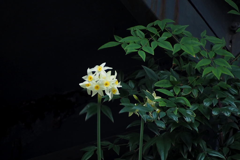「1/26 花撮り02」