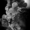 「白梅」 (film)